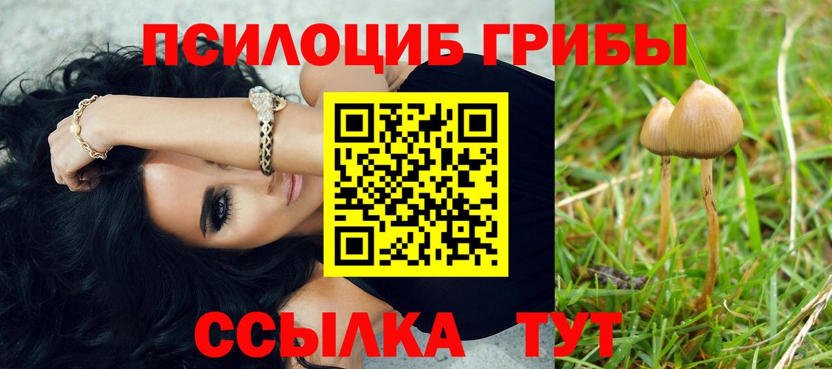 Псилоцибиновые грибы Psilocybe Прохладный