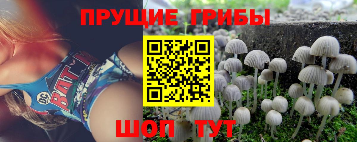 Галлюциногенные грибы MAGIC MUSHROOMS  где купить наркоту  Прохладный  Вход с VPN 